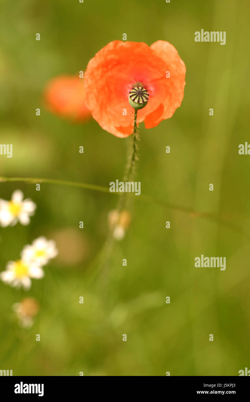 Orange Makro Nahaufnahme Makro Aufnahme Ansicht Gartenpflanze grüne Pflanzenwelt hautnah Stockfoto