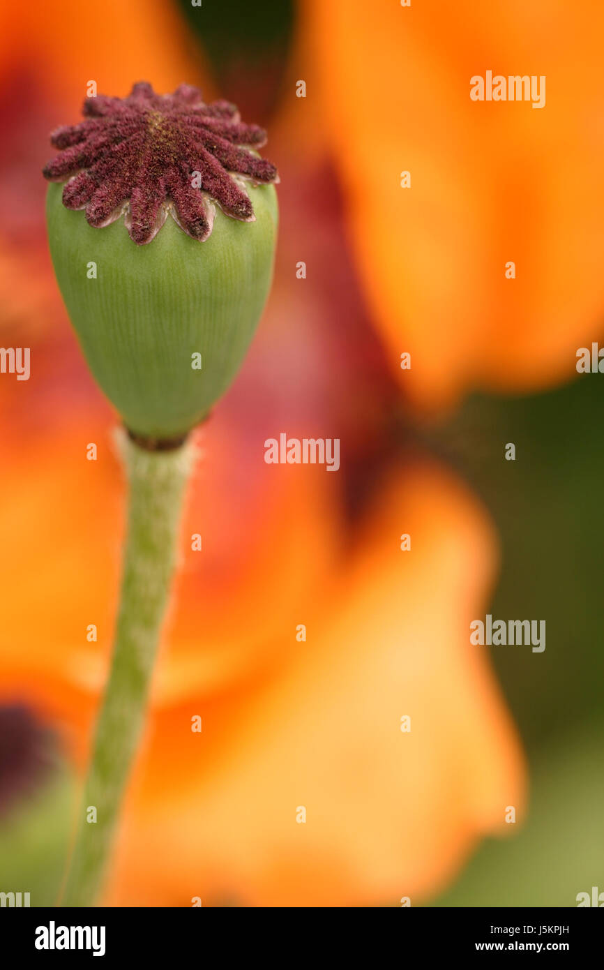 Orange Makro Nahaufnahme Makro Aufnahme Ansicht Gartenpflanze grüne Pflanzenwelt hautnah Stockfoto