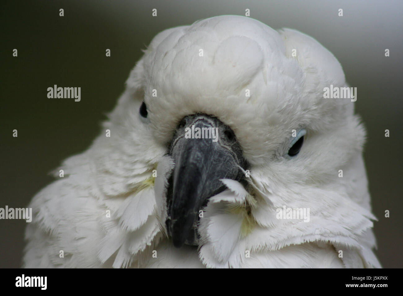 Vogel Vögel Kakadu gefiederten Papagei gelbe Gelbhaubenkakadu Cacatua galerita Stockfoto