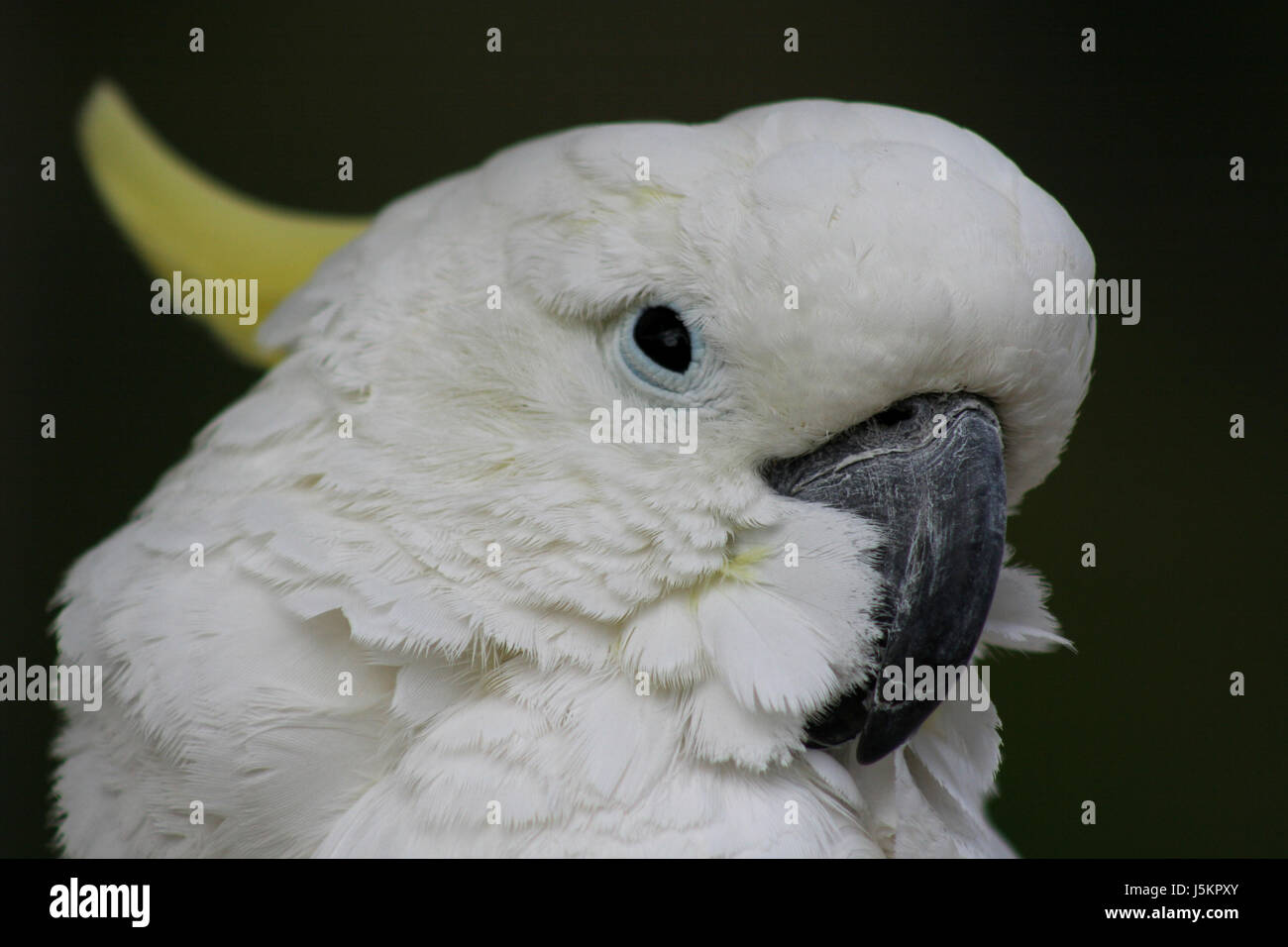 Vogel Vögel Kakadu gefiederten Papagei gelbe Gelbhaubenkakadu Cacatua galerita Stockfoto