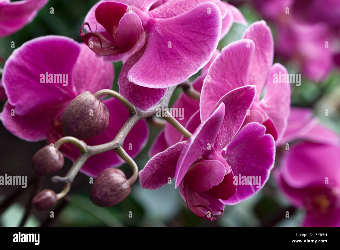 grün braun bräunlich Brünette Blüte Blüte gedeihen florierenden Asien Australien Stockfoto
