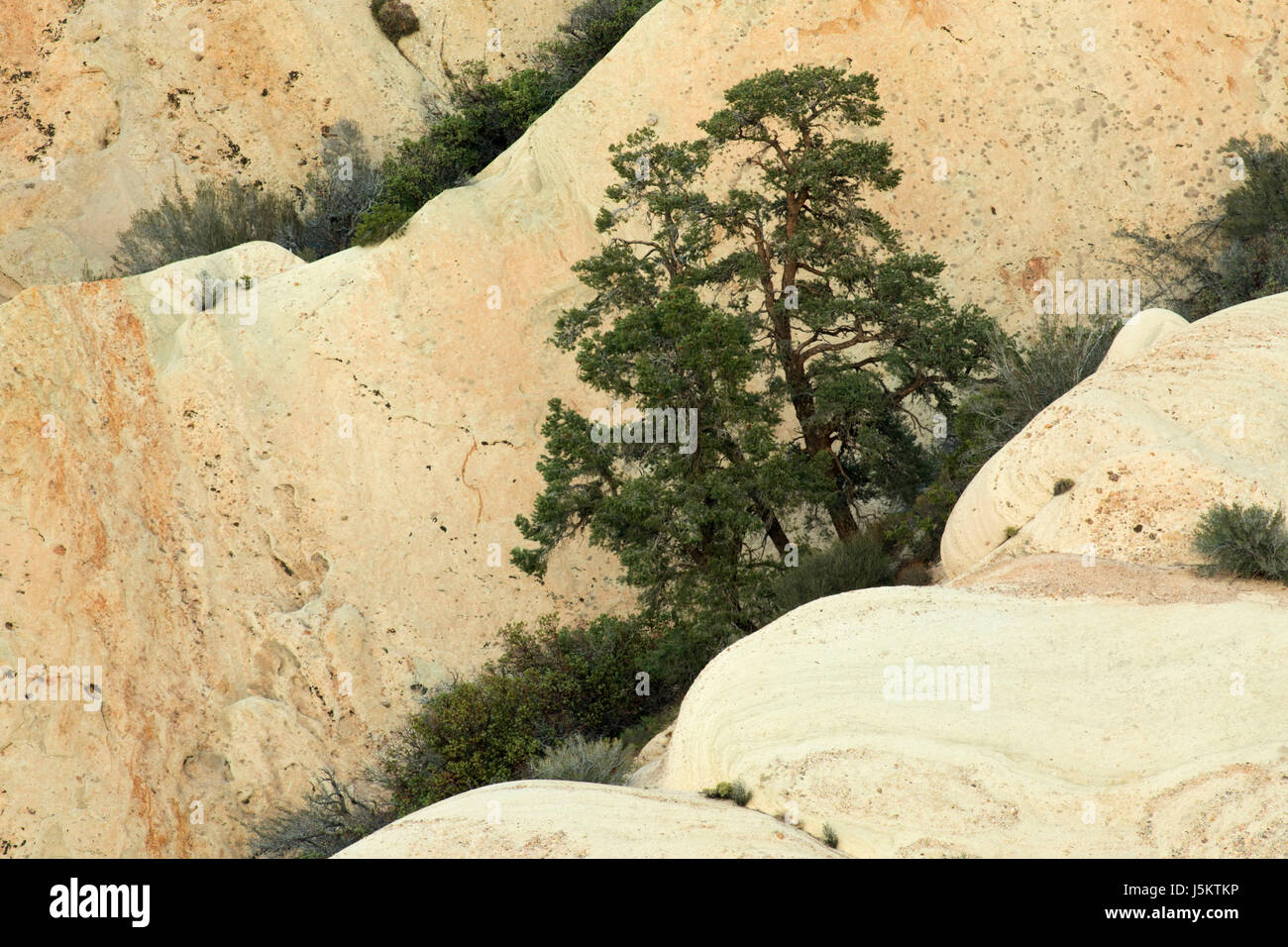 Sandstein-Felsen mit Pinyon Kiefern, Devils Punchbowl County Park, Kalifornien Stockfoto