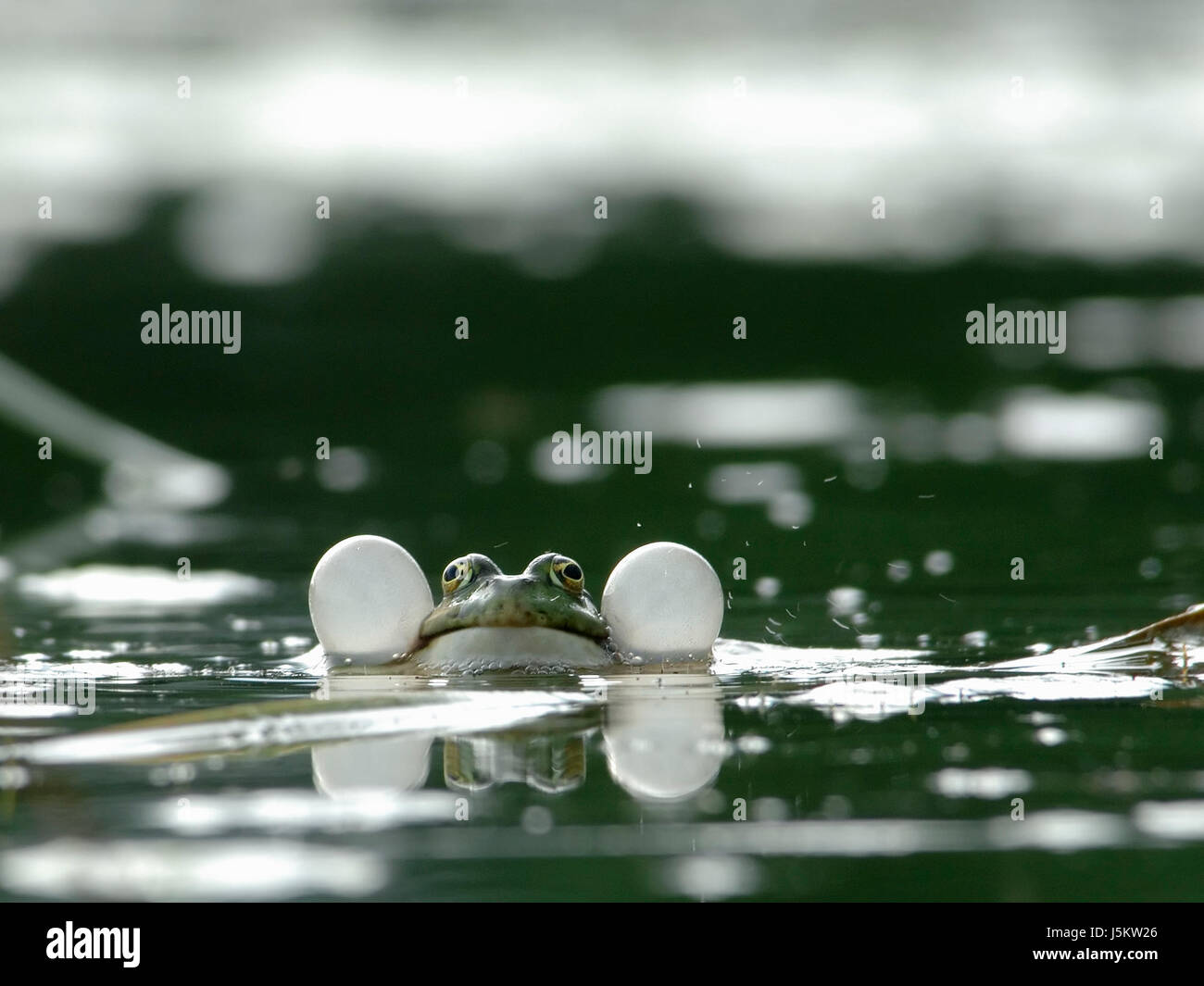 Spiegelung von Impress Wasser Schallblase Imponiergehabe Teichfrosch Rana kl Stockfoto