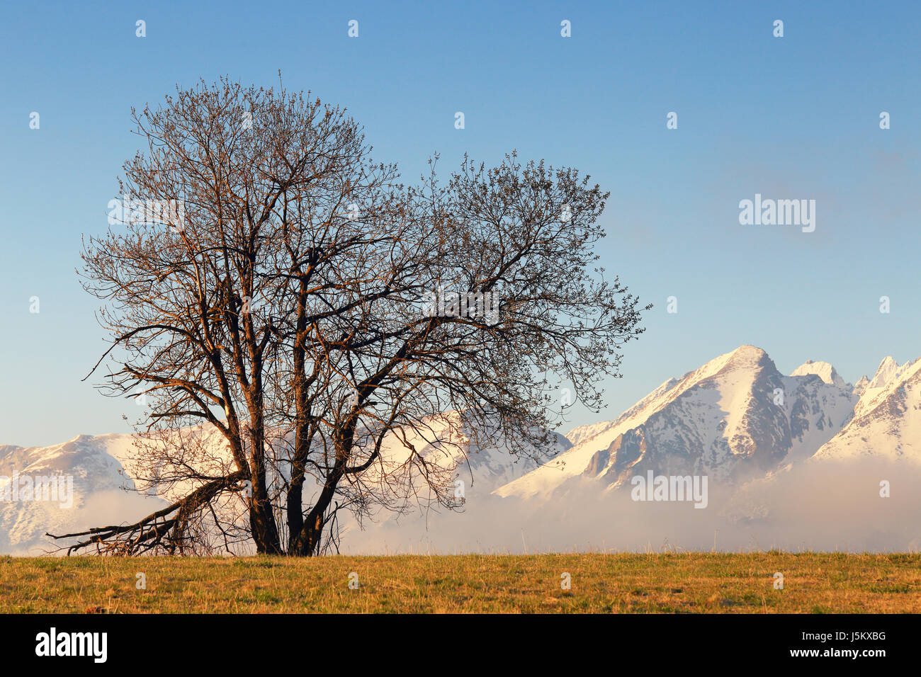 Ein Baum im Hintergrund der schneebedeckten Berge. Frühling Berglandschaft. Stockfoto