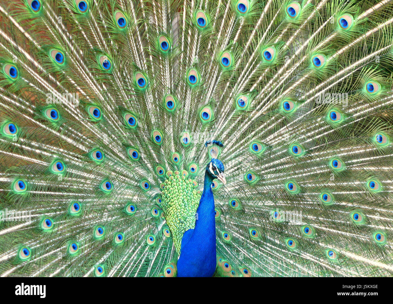 Blauer Vogel Vogel Augen Feder Federn Heck Zeichnen Foto Bild Image Kopie Stockfotografie Alamy