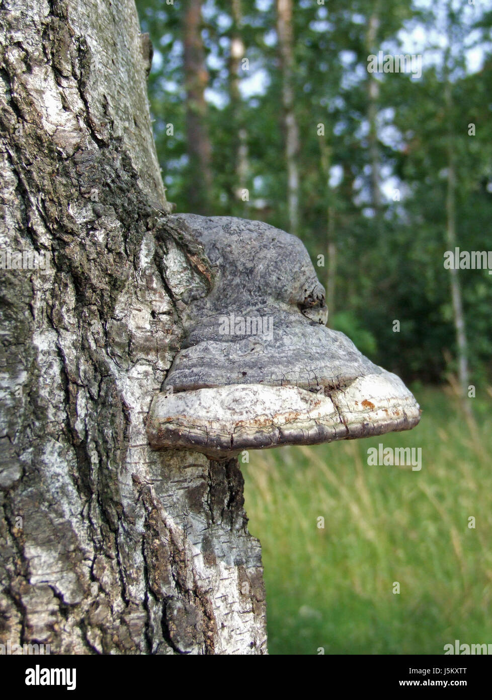 Schutz von Bäumen Holzstamm Natur Rinde Pilze Pilz Pilz Buche Stockfoto