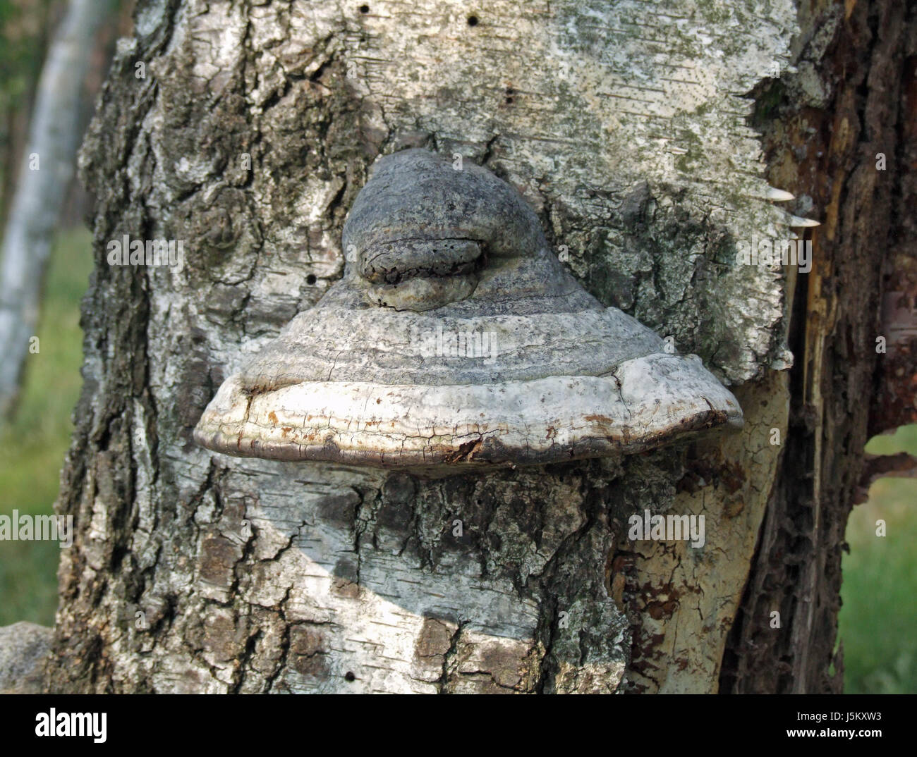 Baum mit Pilz Stockfoto