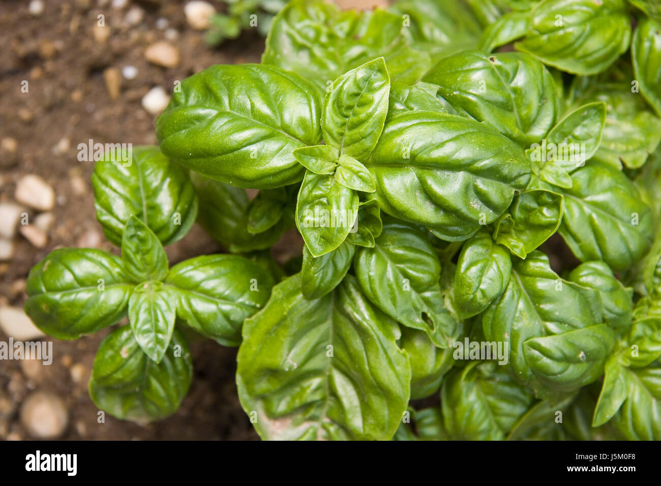 Gewürzgarten grüne Blätter Küche Küche Geschmack Anbau scharfe Sinne Basilikum Stockfoto Gewürzgarten grüne Blätter Küche Küche Geschmack Anbau scharfe Sinne Basilikum Stockfoto