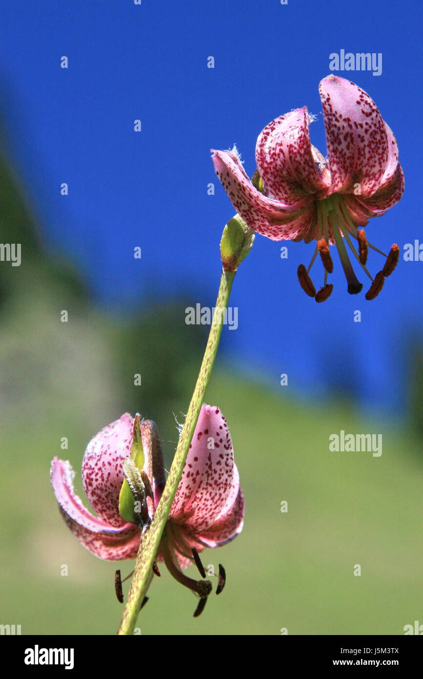 blaue Makro Nahaufnahme Makro Aufnahme Nahaufnahme Blick Blume Pflanze Tiefenschärfe Stockfoto