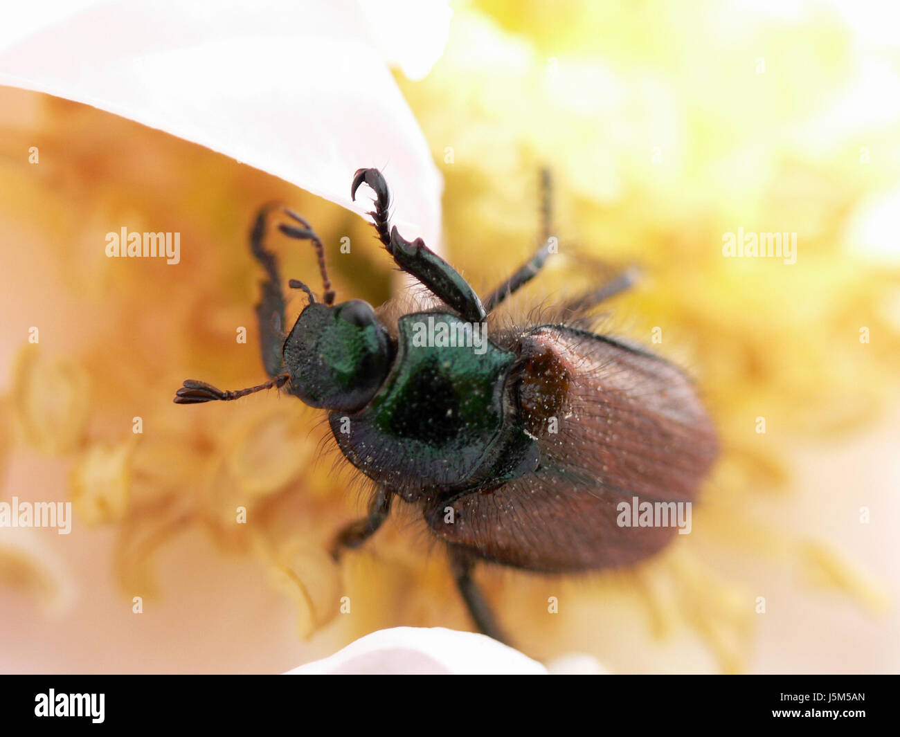 Garten chafer Stockfoto