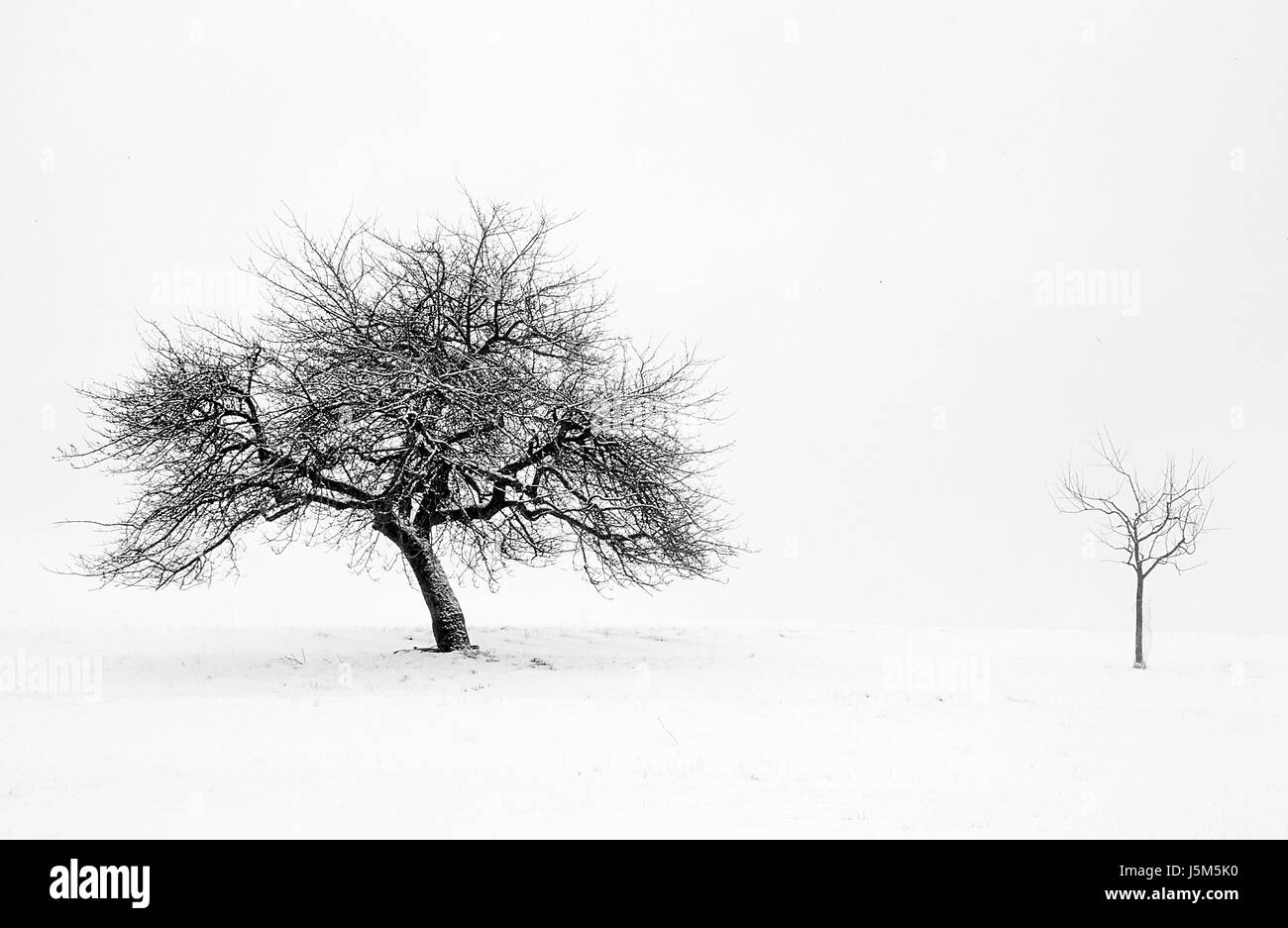 Baum Winter kalten Winter Landschaft Saison Schnee Landschaft Landschaft Natur Stockfoto