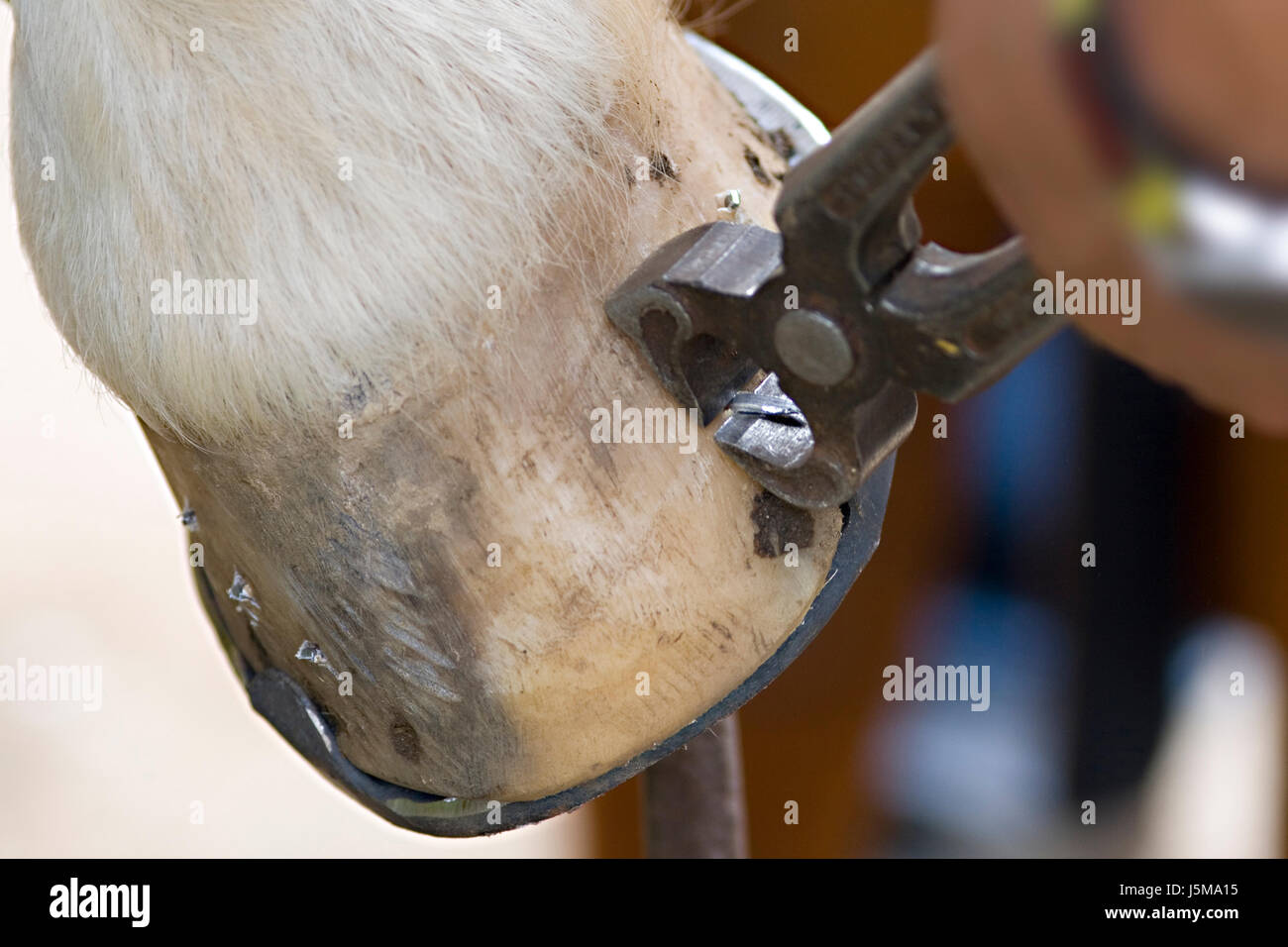 Pferd Eisen Fortbewegung Fuß Metall versiert halten schützen Schutz Nagel getragen smith Stockfoto