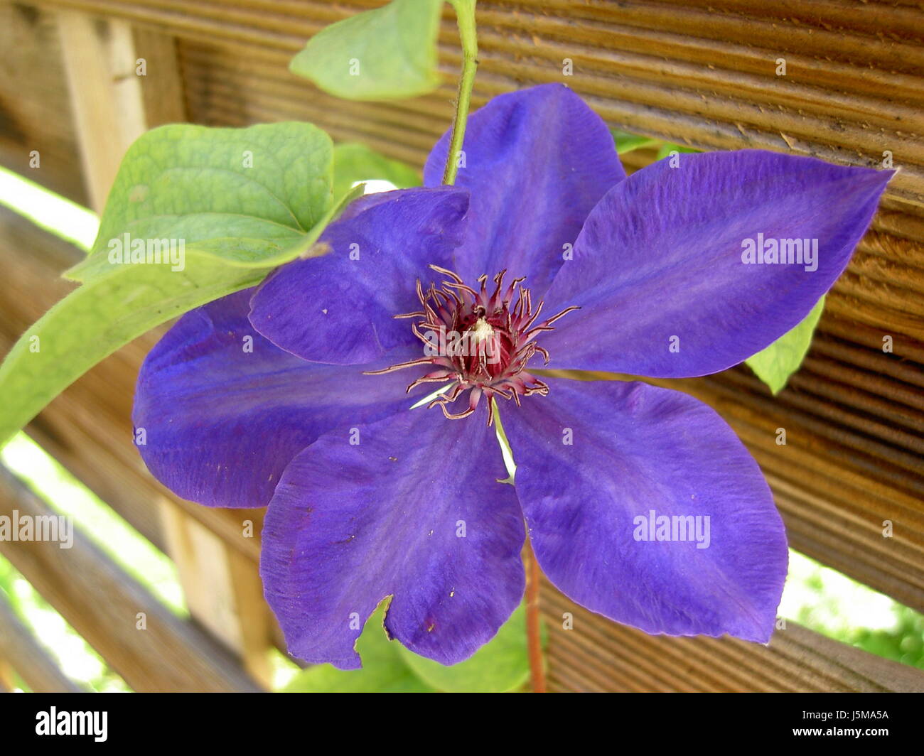 blaue Blume Pflanze Blüte Blüte gedeihen blühende Clematis Kletterpflanze Stockfoto