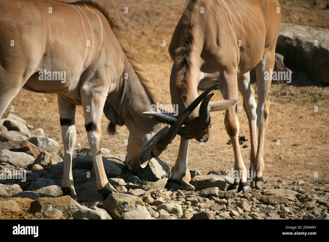 tierische Säugetier Afrika Tiere Savanne Steppe Säugetiere Antilope Afrikas Stockfoto
