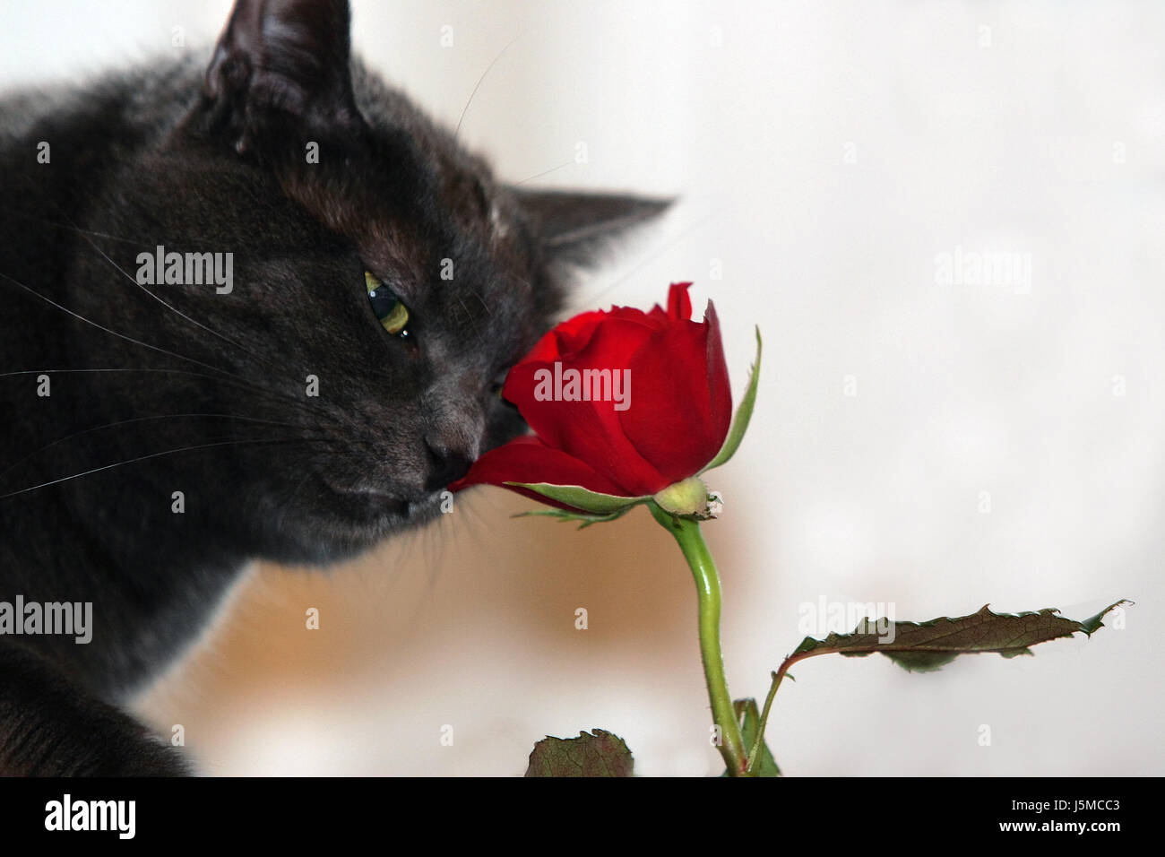 Makro Nahaufnahme Makro Aufnahme Nahaufnahme Blick Blume Pflanze rose Porträt Augen Stockfoto