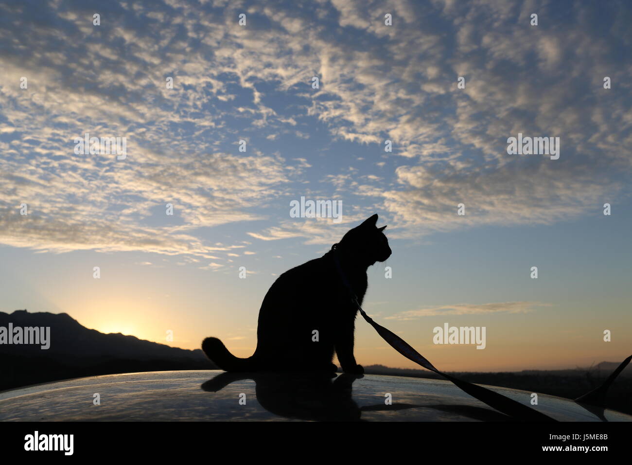 Katze auf dem Dach Stockfoto