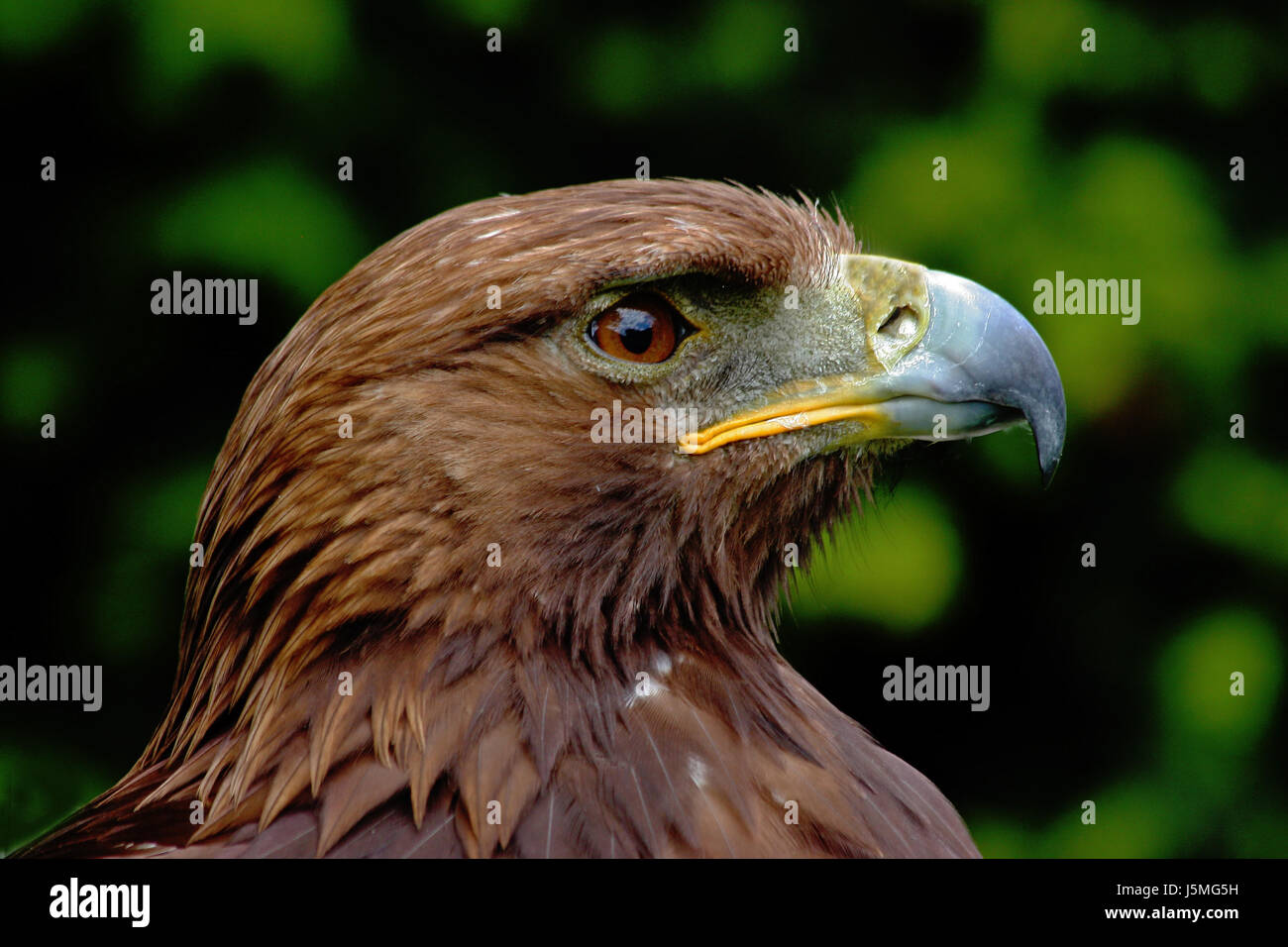 Tiere Vogel starke Porträt Österreicher Auge Orgel Vögel sehen mit einem Blick finden Sie unter Anzeigen Stockfoto