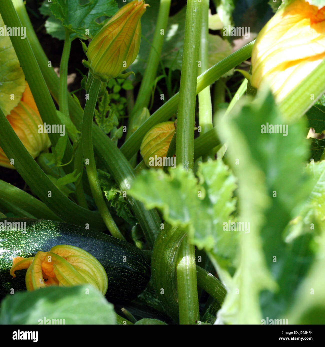 Lebensmittel Nahrungsmittel Blatt Vitamine Vitamine Garten grüne Blüte Blüte gedeihen Stockfoto