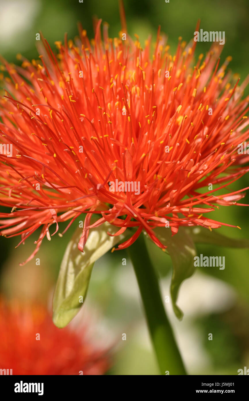 Makro Nahaufnahme Makro Aufnahme Nahaufnahme Blick Blume Pflanze grün Blüte Blüte Stockfoto