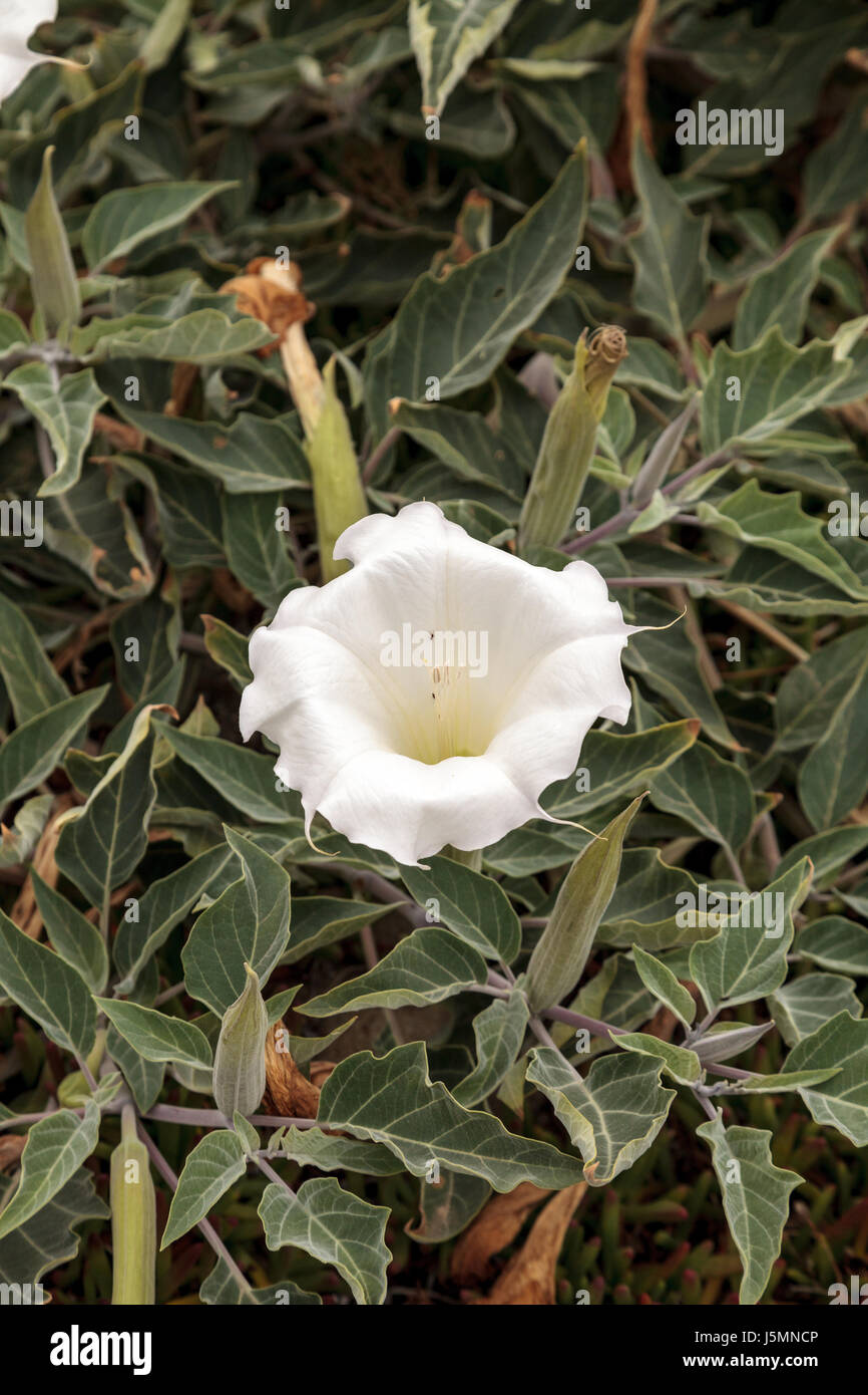 Weißen Teufel Trompete Blume, Datura Stramonium, wächst in einem Weinstock als Bodendecker in Südkalifornien Stockfoto