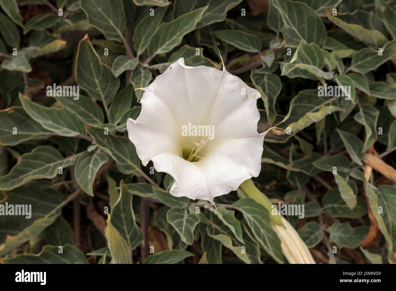 Weißen Teufel Trompete Blume, Datura Stramonium, wächst in einem Weinstock als Bodendecker in Südkalifornien Stockfoto