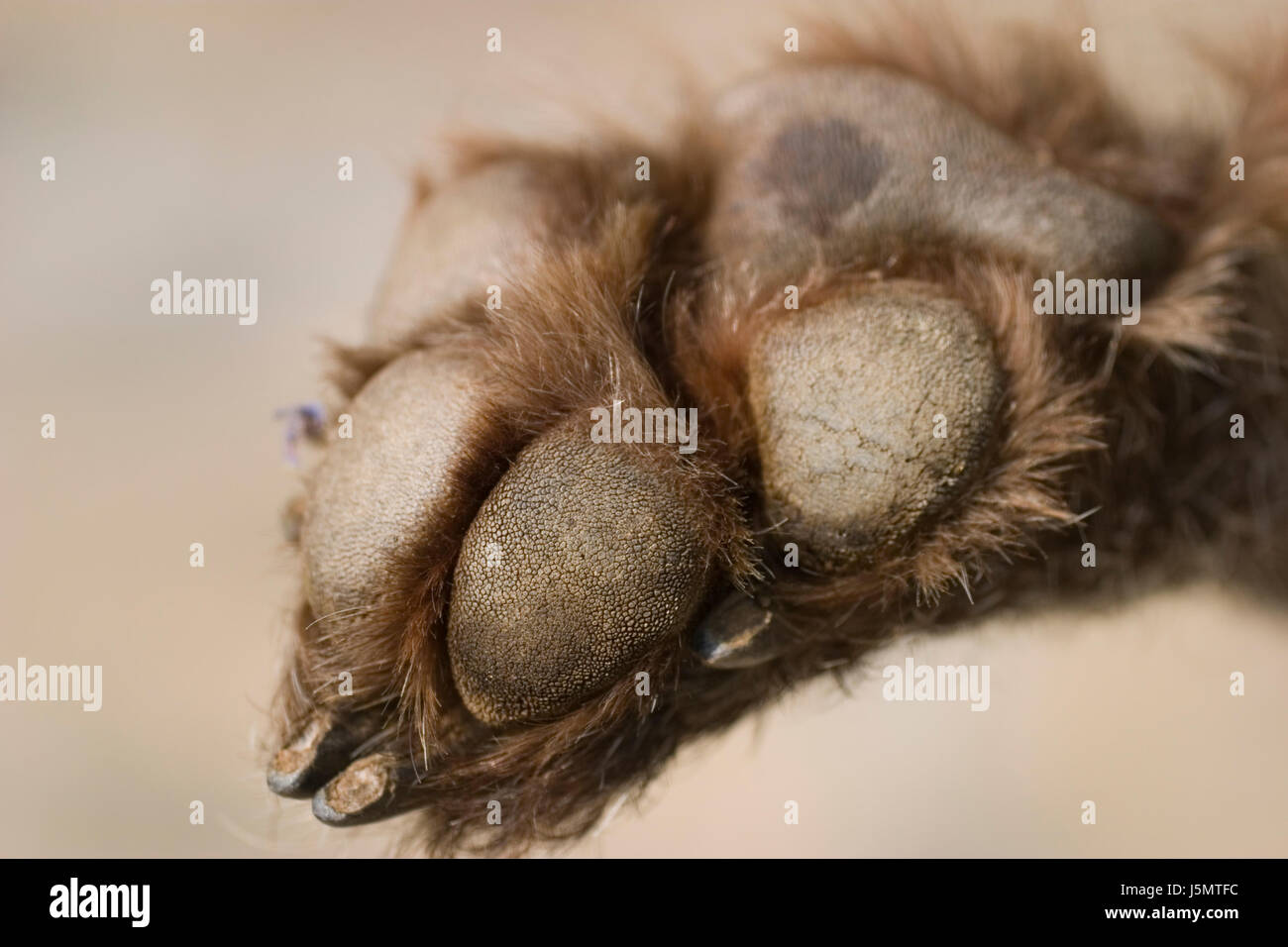 Braun bräunlich Brünette Tierhaare Haut behaart Pfote Orgel Dogleg gepolstert Stockfoto