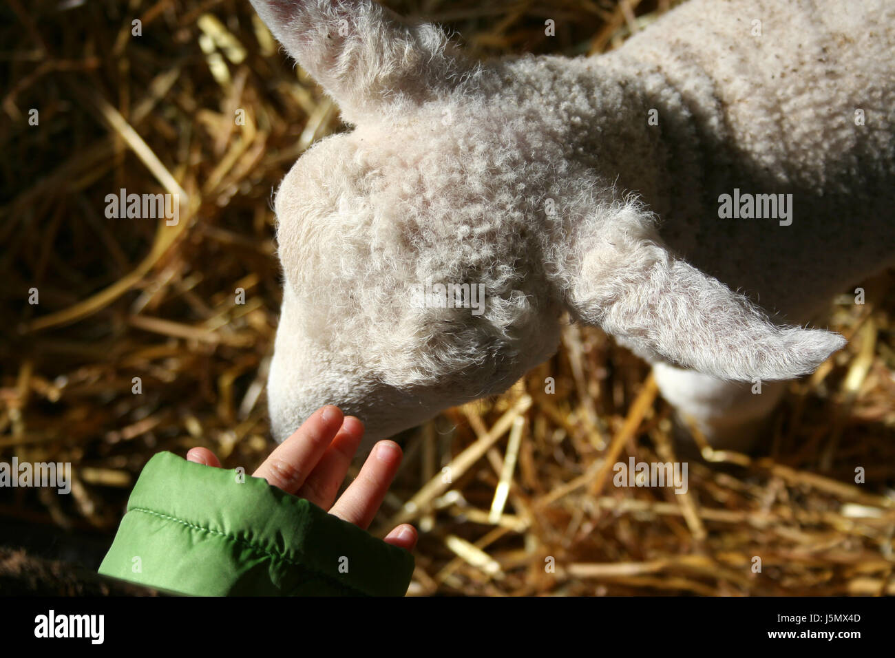 Hand Neugier neugierig neugierige nosy weichen Ohren Haut Schafwolle Ostern zu greifen Stockfoto