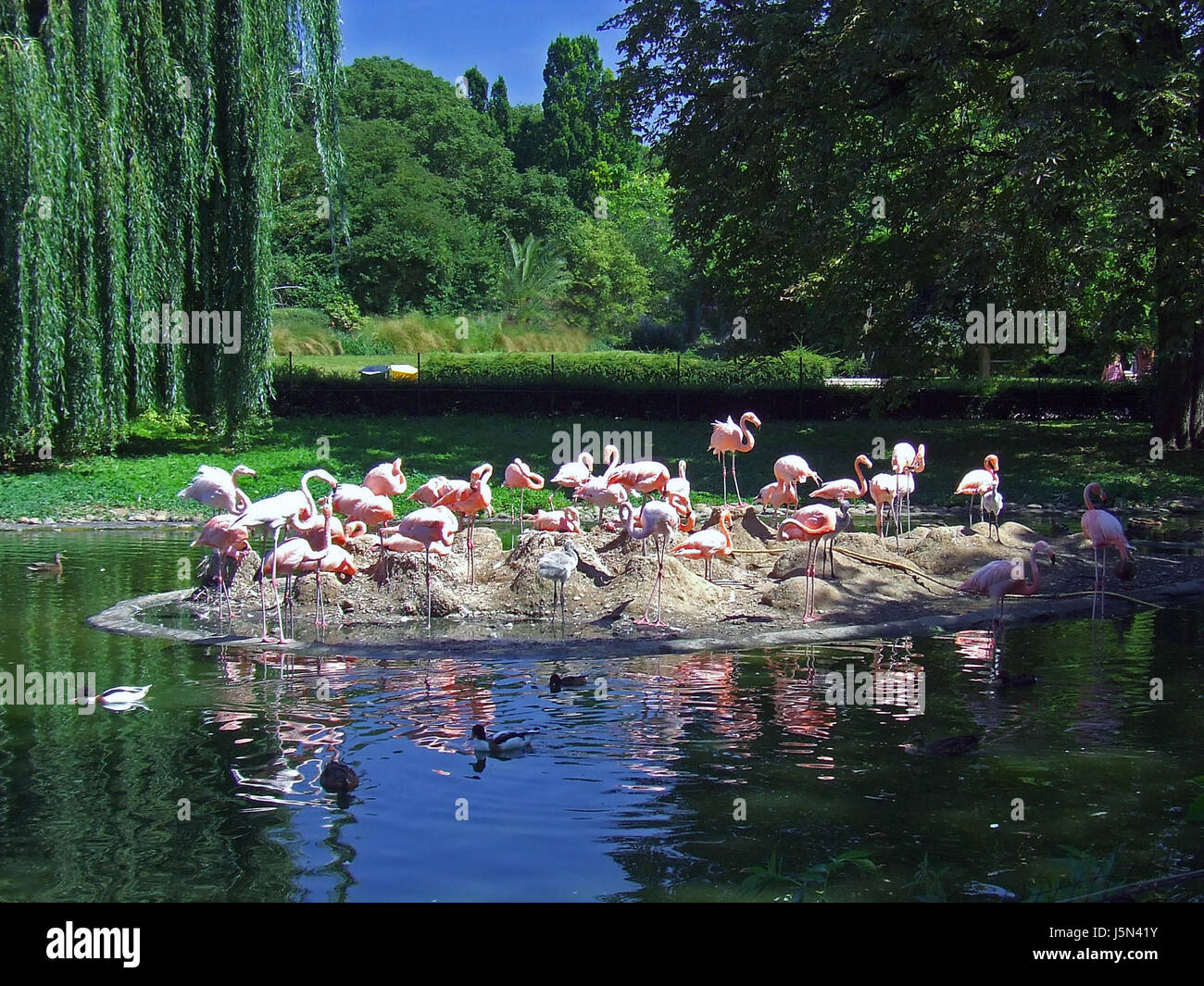 Flamingos Stockfoto