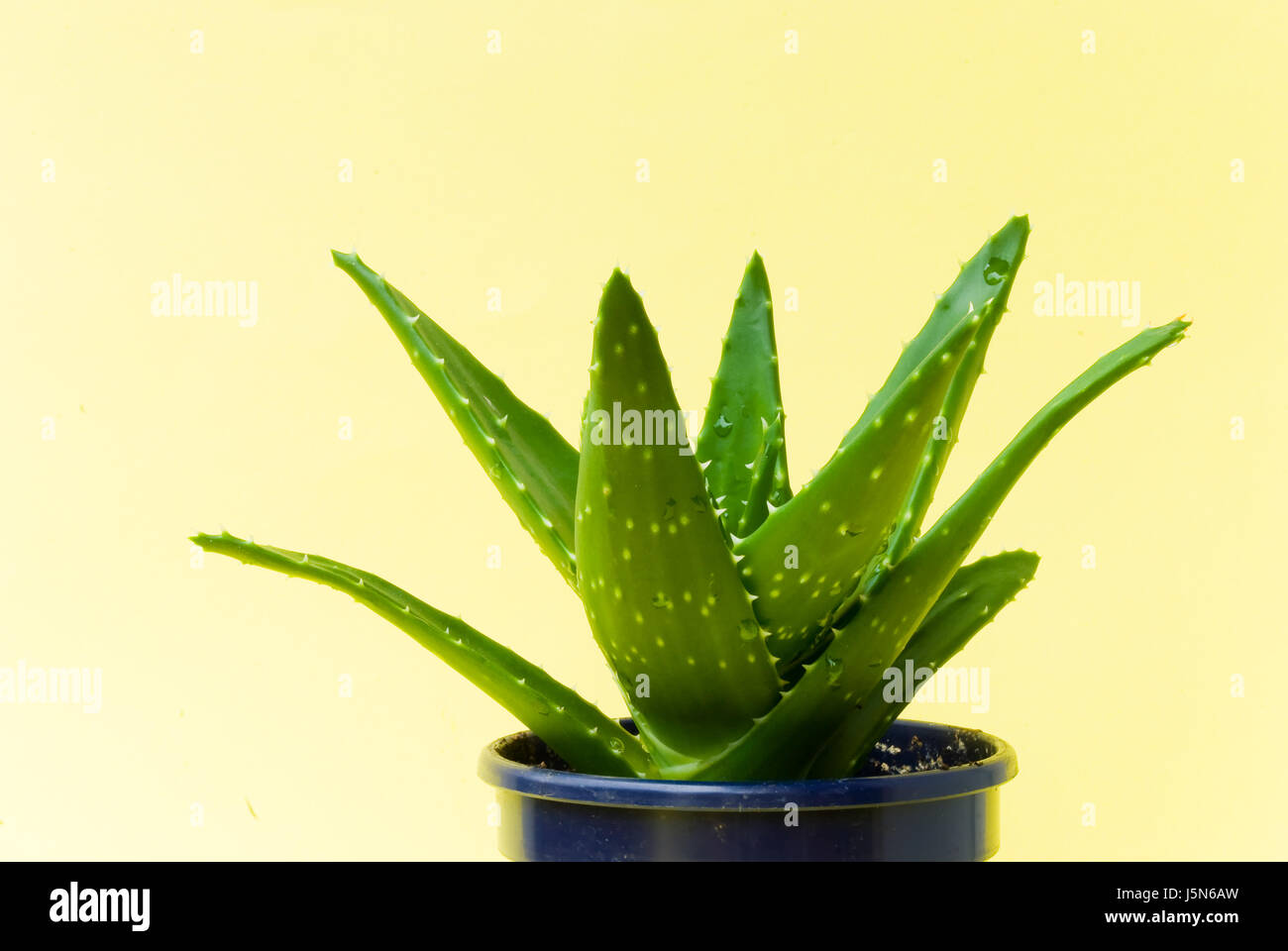 Aloe Vera Kaktus In Topf 2 Stockfotografie Alamy