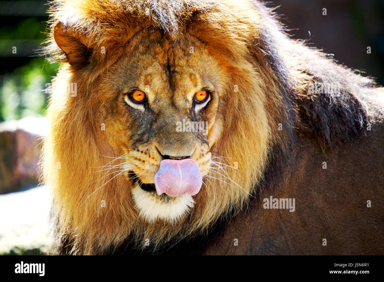 Gefahr Mund Wildtiere Löwe Katze Raubkatze Raubkatze Zunge Tiere Stockfoto