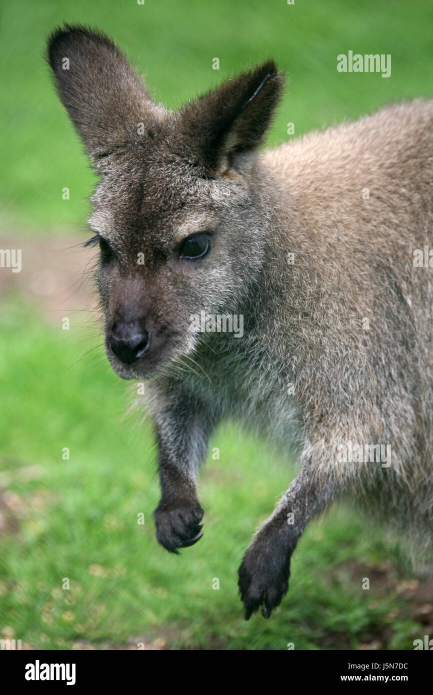 Red-necked wallaby Stockfoto
