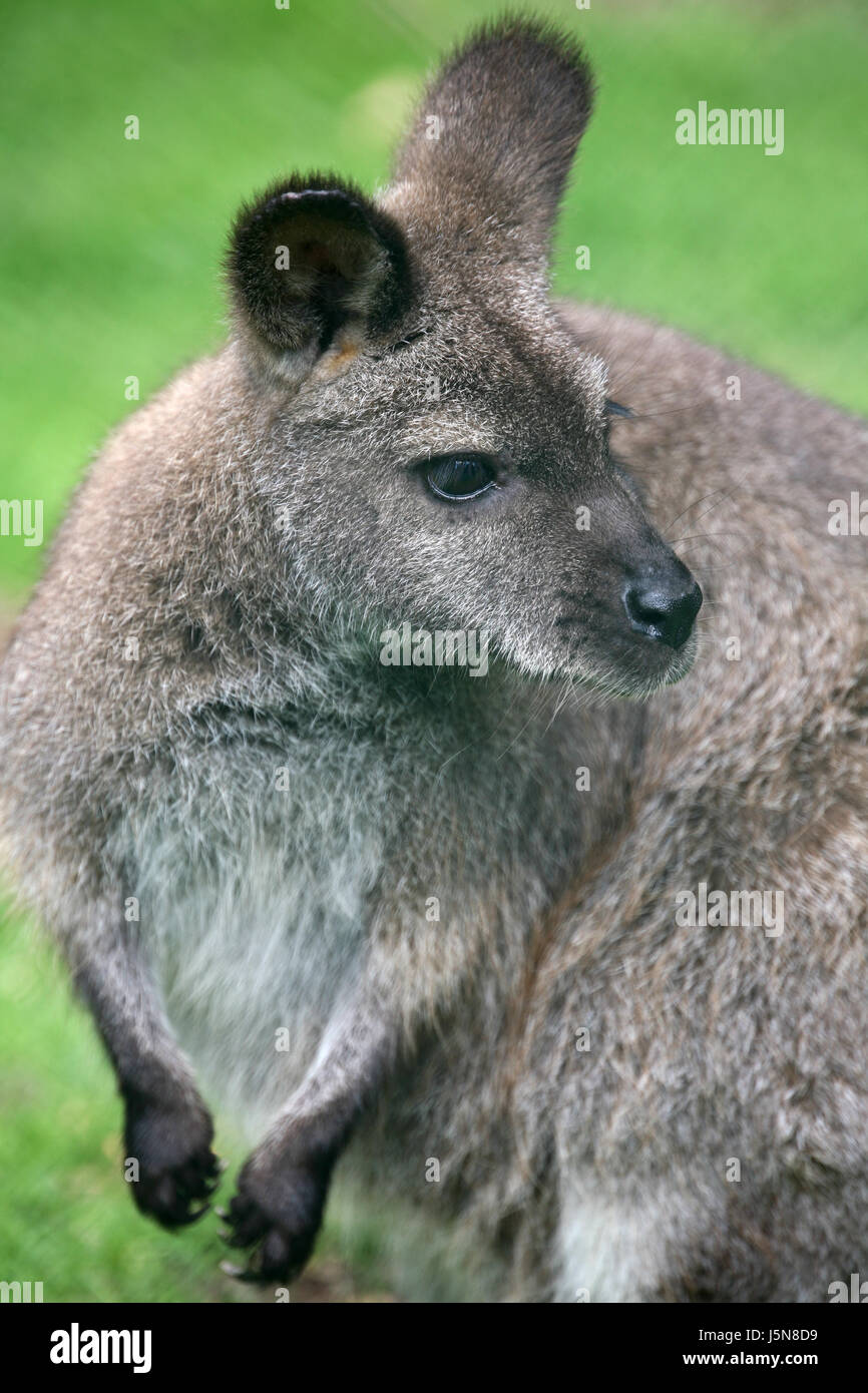 Porträt Australien Känguru Opossum Wallaby australian rotnackenwallaby Stockfoto