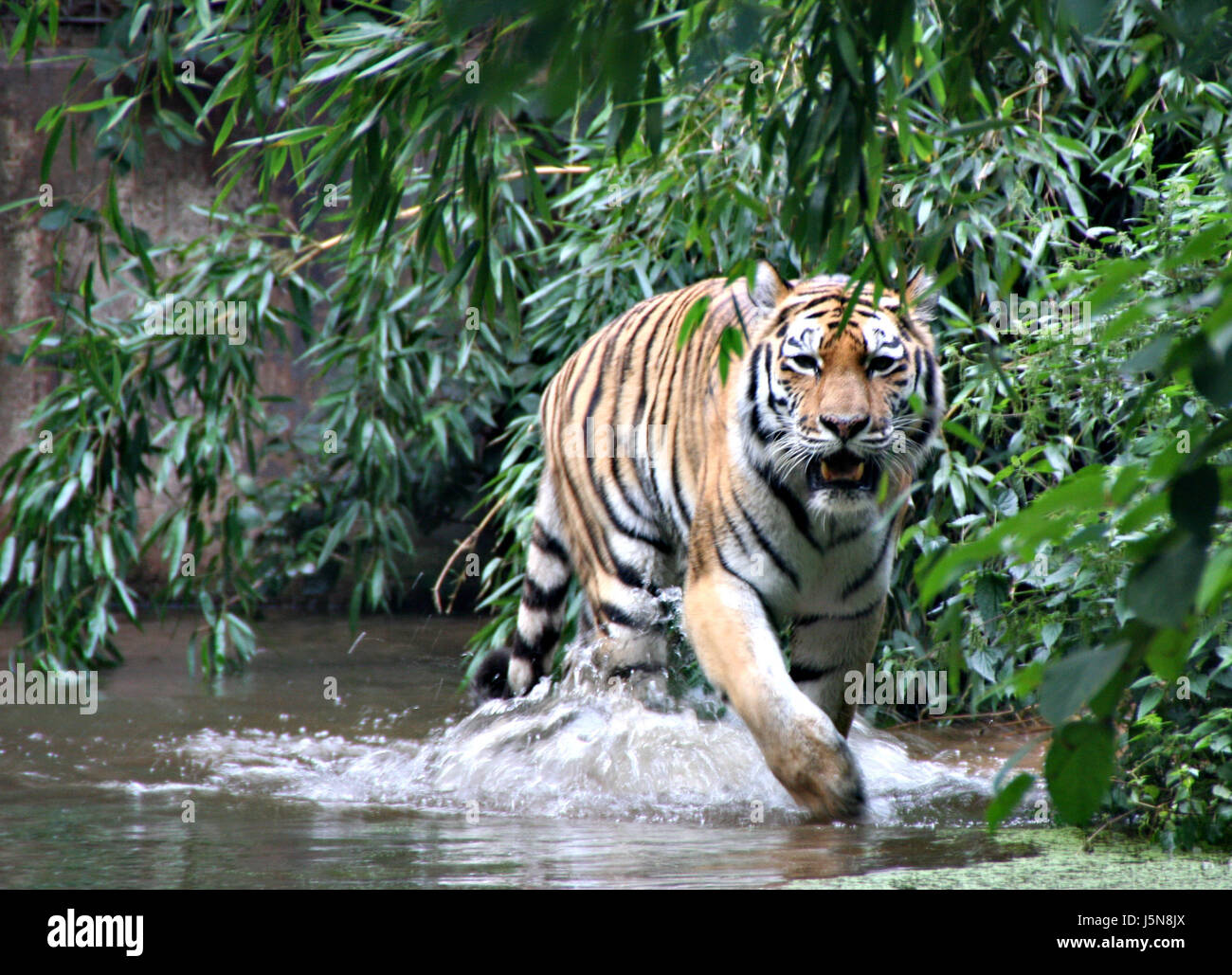 wilde Raubkatze Raubkatze Katze Tiger Freiheit Freiheit Raubtier Suche Zaun Stockfoto