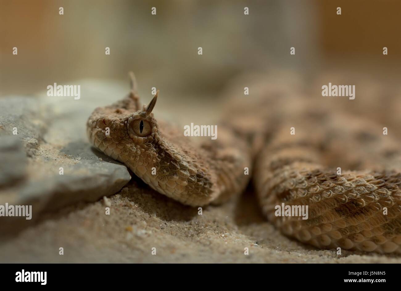 Reptil Auge Orgel Tier Porträt seitliche Schlange Viper Giftschlange zappeln Stockfoto