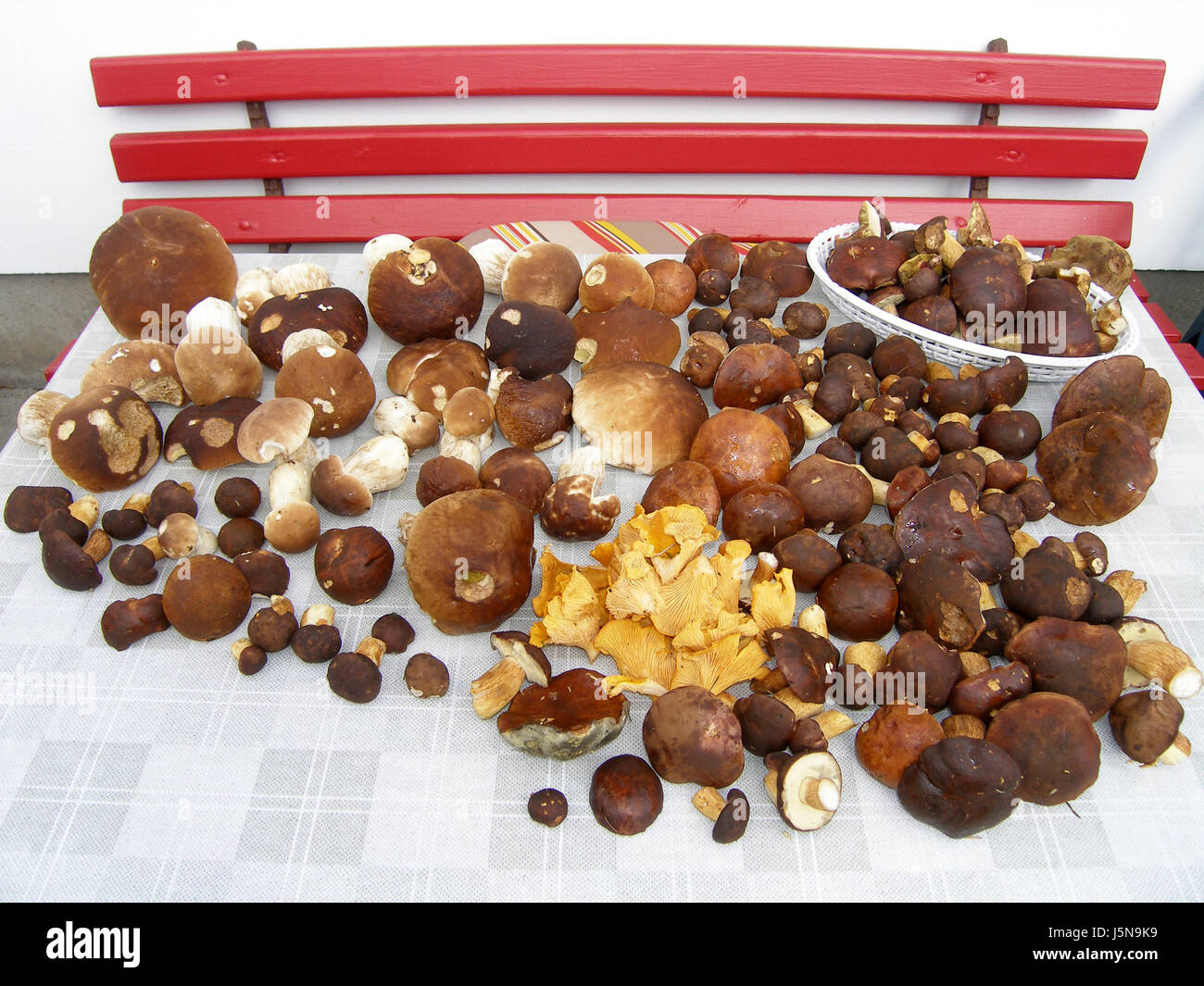 Praktikumsräume Pilze Pilz Pilz Kastanien gelb gelb Steinpilzen ...