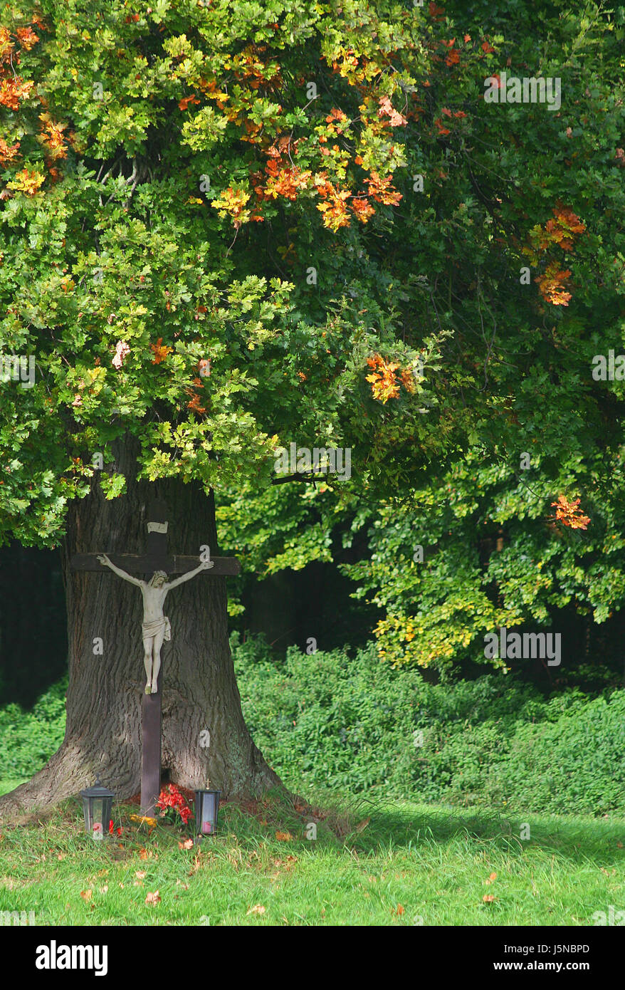 cross-Eiche Baum Herbstfärbung herbstliche Atmosphäre Spätsommer Herbstlaub Stockfoto