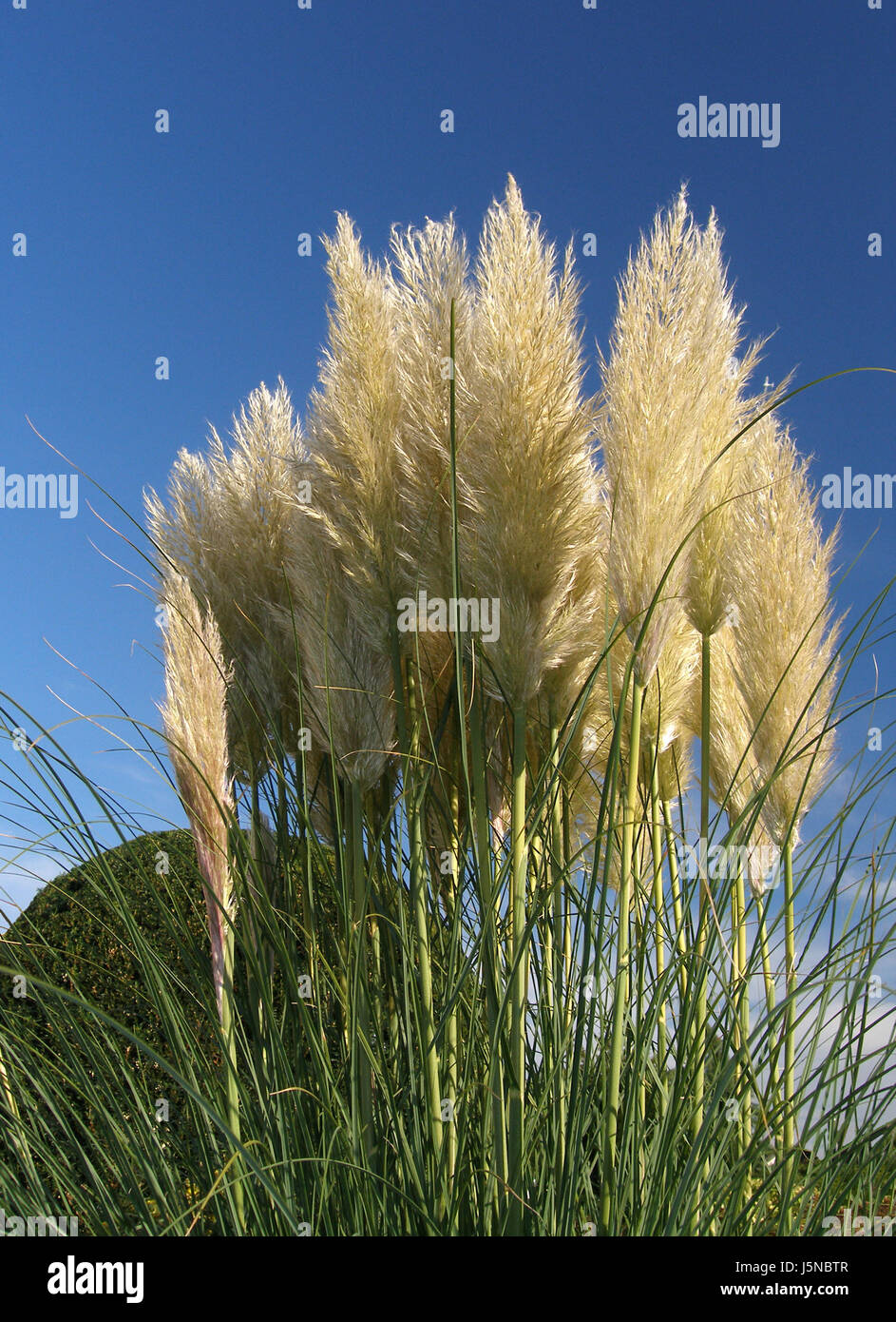 Garten Im Sommer Sommerlich Schilf Graser Stengel Strauch Busch