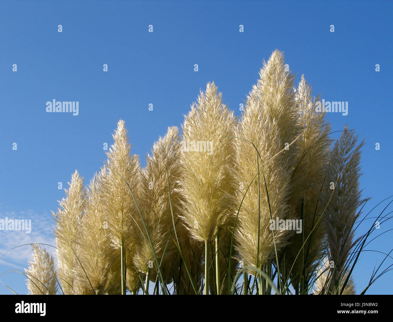 Garten Im Sommer Sommerlich Schilf Graser Stengel Strauch Busch