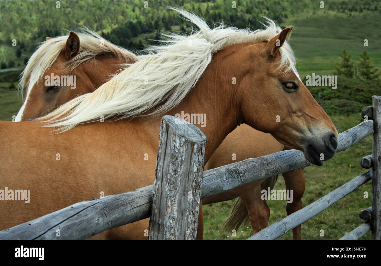 Pferde-Vitalität Stockfoto