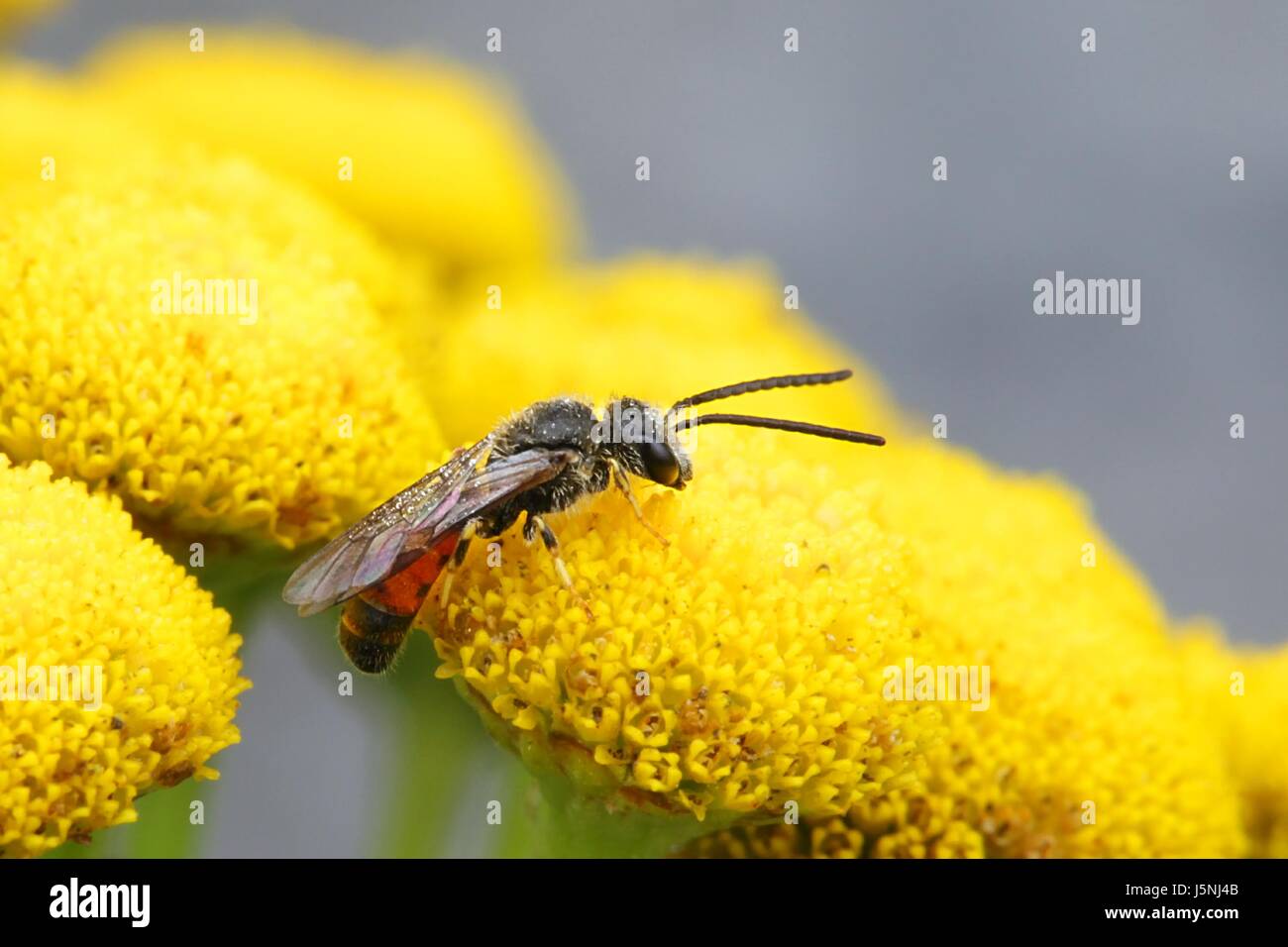 Blühten Furche-Biene, Früchte Albipes auf Blüten der Rainfarn Stockfoto