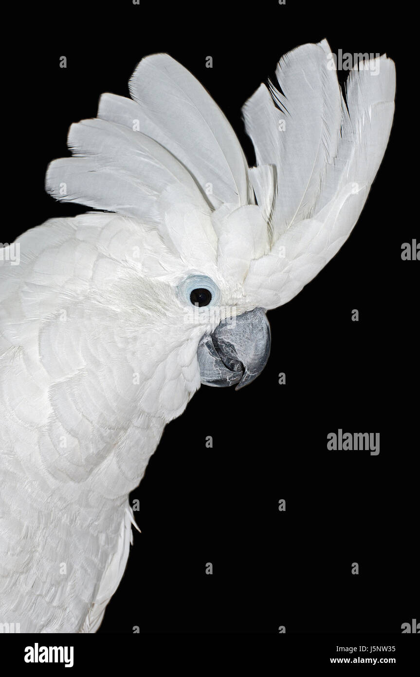 Vogel, Porträt, Vögel, GAP, Kakadu, Gehaltserhöhung, Papagei, Kopf, Weisshaubenkakadu, weiss Stockfoto
