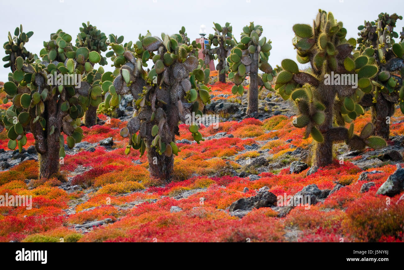 Kaktuskaktus auf der Insel. Die Galapagos-Inseln. Ecuador. Stockfoto