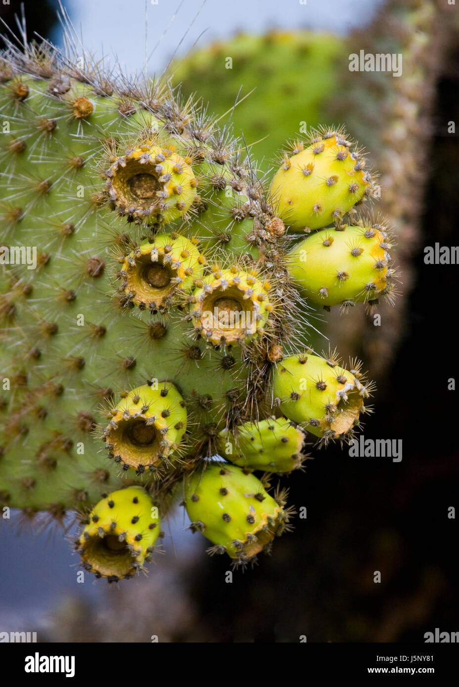 Die Frucht des Kaktuskaktus aus nächster Nähe. Die Galapagos-Inseln. Ecuador. Stockfoto