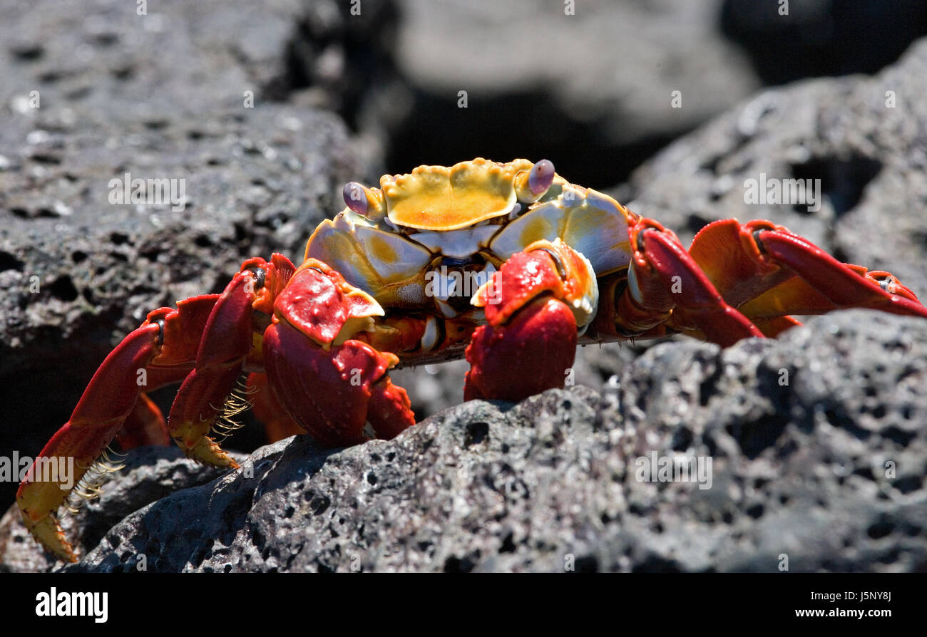 Rote Krabbe, die auf den Felsen sitzt. Die Galapagos-Inseln. Pazifik. Ecuador. Stockfoto