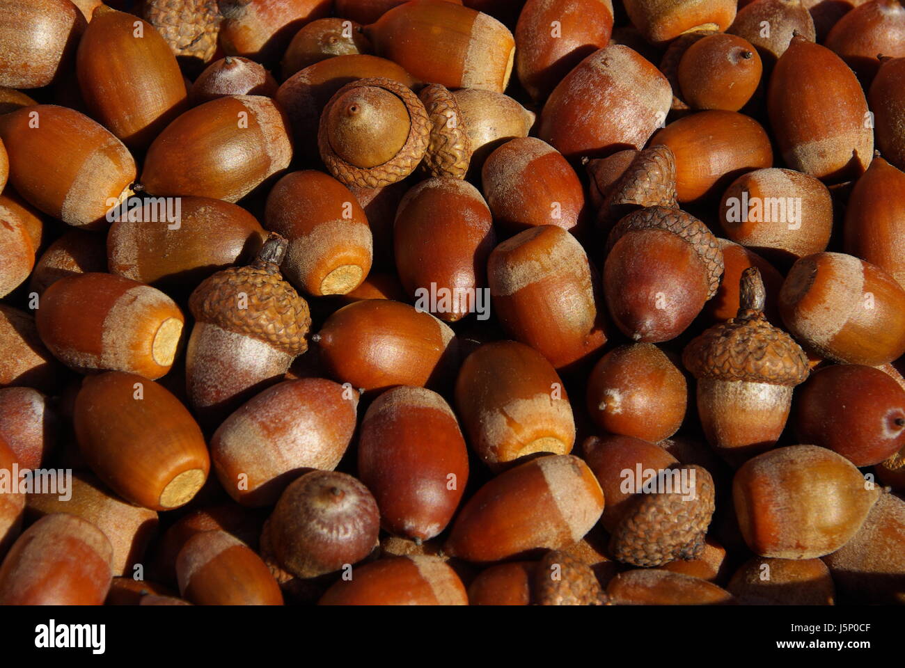 Eicheln Sammeln Stockfotos und bilder Kaufen Alamy
