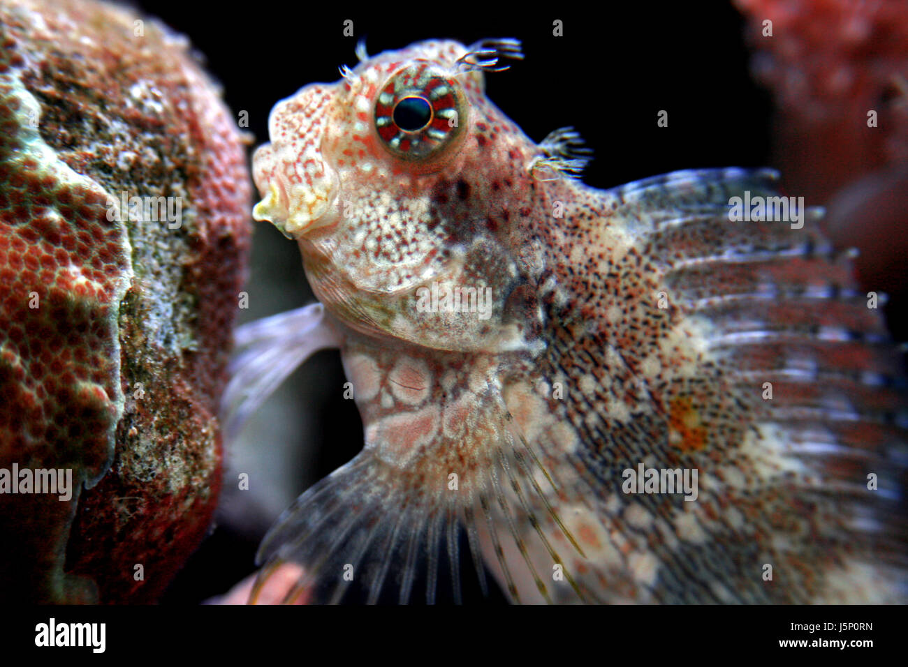 Porträt-Fisch Auge Orgel Unterwasser flossen Fische Acanthopterygian  Salzwasser Meer Stockfotografie - Alamy