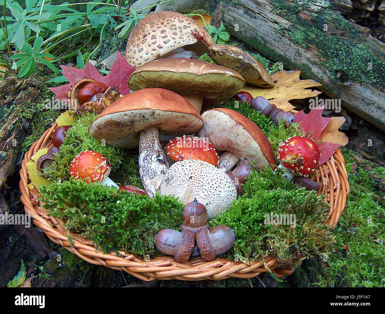 Blätter farbig bunte wunderschöne vielfältige farbenprächtige Stammarten Stockfoto