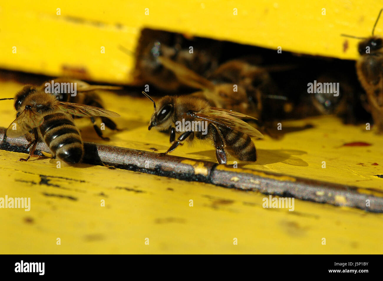 Bienen 1 Stockfoto