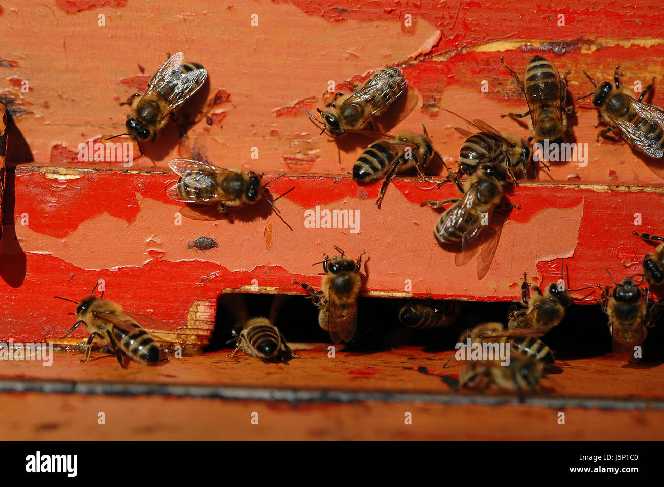 Bienen 2 Stockfoto