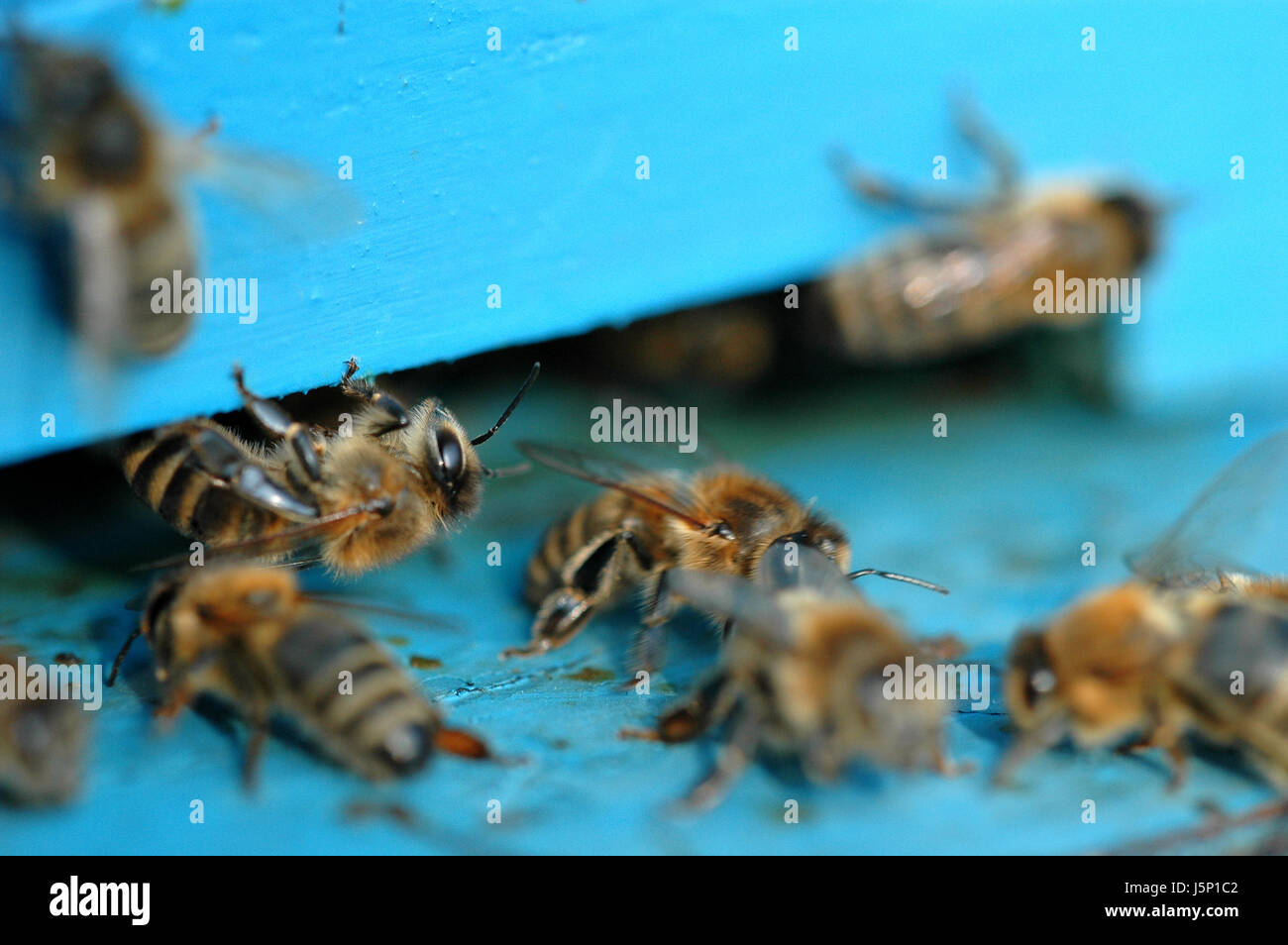 Blaues Essen Nahrungsmittel soziale Farbe Insekten braun bräunlich Brünette Kolonie Zucker Stockfoto
